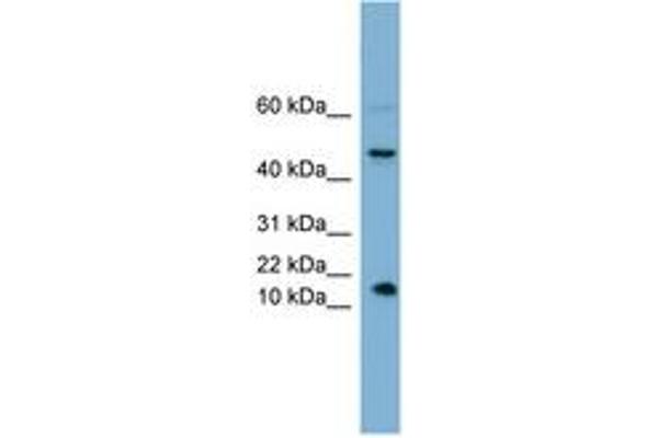 INSL5 抗体  (AA 35-84)