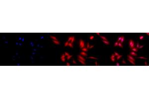 Immunocytochemistry/Immunofluorescence analysis using Rat Anti-HSF2 Monoclonal Antibody, Clone 3E2 (ABIN361727 and ABIN361728).