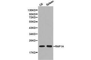 Western Blotting (WB) image for anti-RAP1A, Member of RAS Oncogene Family (RAP1A) antibody (ABIN1874547) (RAP1A anticorps)