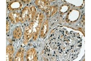 ABIN185553 (4µg/ml) staining of paraffin embedded Human Kidney. (TRIM5 anticorps  (Internal Region))