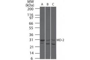 Image no. 1 for anti-Lymphocyte Antigen 96 (LY96) antibody (ABIN207711) (LY96 anticorps)