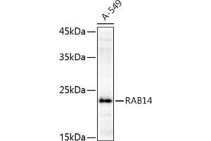 Western blot analysis of extracts of A-549 cells, using R antibody (ABIN6128589, ABIN6146549, ABIN6146550 and ABIN6216493) at 1:1000 dilution. (RAB14 anticorps  (AA 126-215))