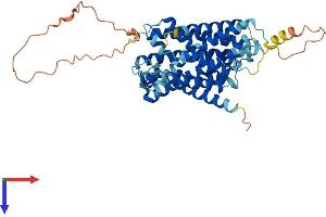 AlphaFold protein structure predicition of Human Recombinant SLC38A2 Protein, UniprotID Q96QD8