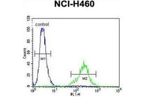 Flow Cytometric analysis of NCI-H460 cells using CL029 antibody (N-term) Cat. (C12ORF29 anticorps  (N-Term))