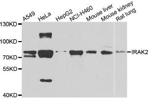 Western blot analysis of extracts of various cell lines, using IRAK2 antibody (ABIN5975418) at 1/1000 dilution. (IRAK2 anticorps)