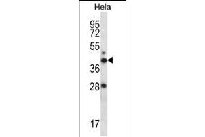 Western blot analysis in Hela cell line lysates (35ug/lane). (RAD23A anticorps  (N-Term))