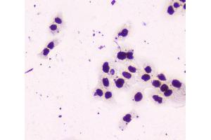 IHC analysis of nmt55 p54nrb using anti-nmt55 p54nrb antibody (ABIN6719600).