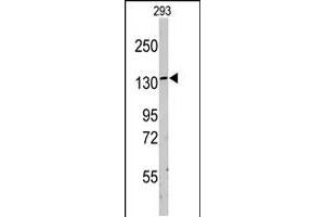 Western blot analysis of LARS polyclonal antibody  in 293 cell line lysates (35 ug/lane). (LARS anticorps  (C-Term))