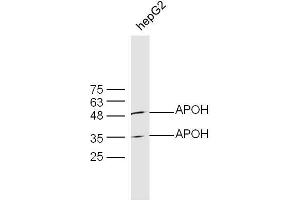 HepG2 lysates probed with Rabbit Anti-APOH Polyclonal Antibody, Unconjugated  at 1:300 overnight at 4˚C. (APOH anticorps  (AA 281-345))