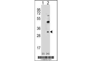 Western blot analysis of CLDN2 using rabbit polyclonal CLDN2 Antibody (Y195) using 293 cell lysates (2 ug/lane) either nontransfected (Lane 1) or transiently transfected (Lane 2) with the CLDN2 gene. (Claudin 2 anticorps  (C-Term))
