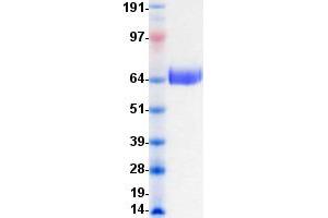 Validation with Western Blot