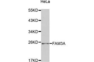 Western blot analysis of extracts of HeLa cells, using FAM3A antibody (ABIN2974240). (FAM3A anticorps)