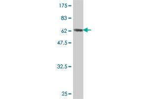 Western Blot detection against Immunogen (65.
