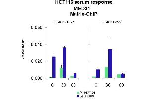 Quiescent human colon carcinoma HCT116 cultures were treated with 10 % FBS for three time points (0, 15, 30min) or (0, 30, 60min) were used in Matrix-ChIP and real-time PCR assays at EGR1 gene (Exon1) and 15kb upstream site.