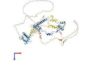 AlphaFold protein structure predicition of Human Recombinant RAD21 Protein, UniprotID O60216