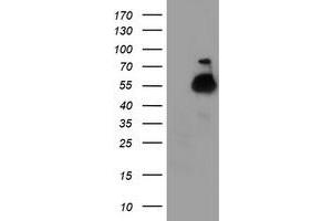 Western Blotting (WB) image for anti-Tubulin, alpha-Like 3 (TUBAL3) (AA 150-446) antibody (ABIN1490952) (TUBAL3 anticorps  (AA 150-446))