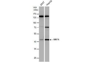 WB Image WNT4 antibody detects WNT4 protein by western blot analysis. (WNT4 anticorps  (Center))