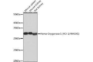 Western blot analysis of extracts of various cell lines, using Heme Oxygenase 1 (HO-1/HMOX1) (HO-1/HMOX1) antibody  at 1:500 dilution.