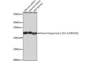 Western blot analysis of extracts of various cell lines, using Heme Oxygenase 1 (HO-1/HMOX1) (HO-1/HMOX1) antibody  at 1:500 dilution. (HMOX1 anticorps)