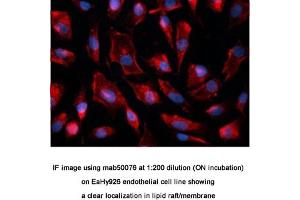 Image no. 1 for anti-Caveolin 1, Caveolae Protein, 22kDa (CAV1) antibody (ABIN363230) (Caveolin-1 anticorps)