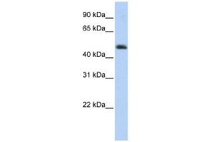 ARC antibody used at 1 ug/ml to detect target protein. (ARC (Middle Region) anticorps)