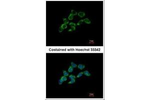 ICC/IF Image Immunofluorescence analysis of methanol-fixed HCT116, using DDAH1, antibody at 1:500 dilution. (DDAH1 anticorps  (C-Term))