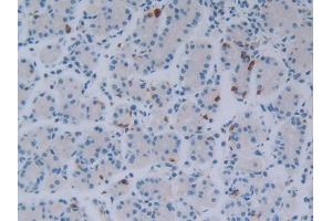 IHC-P analysis of Human Stomach Tissue, with DAB staining. (FGF18 anticorps  (AA 10-199))