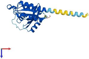 AlphaFold protein structure predicition of Human Recombinant RERG Protein, UniprotID Q96A58