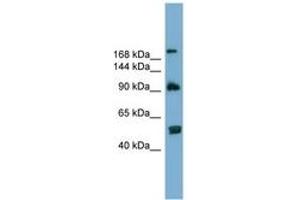Image no. 1 for anti-ATG2 Autophagy Related 2 Homolog A (S. Cerevisiae) (ATG2A) (AA 107-156) antibody (ABIN6743808) (ATG2A anticorps  (AA 107-156))