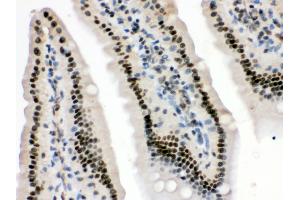 Anti- HMG4 Picoband antibody, IHC(P) IHC(P): Mouse Intestine Tissue