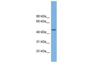 WB Suggested Anti-MIPOL1 Antibody Titration: 0. (MIPOL1 anticorps  (Middle Region))