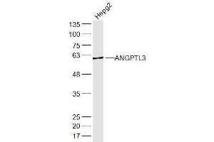 HepG2 lysates probed with ANGPTL3 Polyclonal Antibody, Unconjugated  at 1:300 dilution and 4˚C overnight incubation. (ANGPTL3 anticorps  (AA 21-120))
