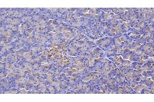 Detection of FZD4 in Human Pancreas Tissue using Polyclonal Antibody to Frizzled Homolog 4 (FZD4) (FZD4 anticorps  (AA 37-222))