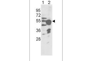 Western blot analysis of CYP2R1 Antibody in NCI-H460 cell line(lane 1) and mouse liver tissue(lane 2) lysates (35ug/lane)