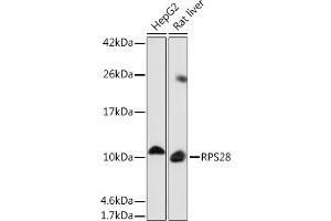Western blot analysis of extracts of various cell lines, using RPS28 Rabbit pAb (ABIN7270024) at 1:1000 dilution. (RPS28 anticorps)
