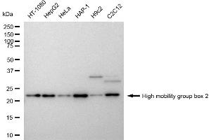 Western blotting analysis using High mobility group box 2 antibody (ABIN7798911). (Recombinant HMGB2 anticorps)