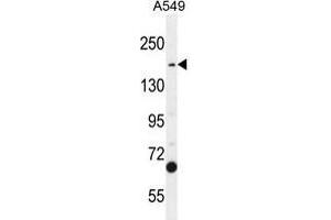TDRD7 Antibody (C-term) western blot analysis in A549 cell line lysates (35 µg/lane). (TDRD7 anticorps  (C-Term))