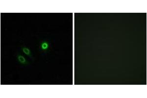 Immunofluorescence analysis of A549 cells, using OR4X1 Antibody. (OR4X1 anticorps  (AA 256-305))