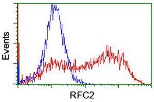 Image no. 1 for anti-Replication Factor C (Activator 1) 2, 40kDa (RFC2) (AA 1-234) antibody (ABIN1490618) (RFC2 anticorps  (AA 1-234))