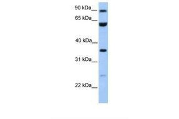 CCDC7 anticorps  (AA 38-87)