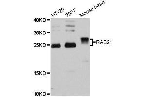 Western blot analysis of extracts of various cell lines, using RAB21 antibody. (RAB21 anticorps  (AA 1-225))