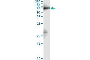 Immunoprecipitation of ZYX transfected lysate using anti-ZYX monoclonal antibody and Protein A Magnetic Bead , and immunoblotted with ZYX MaxPab rabbit polyclonal antibody. (ZYX anticorps  (AA 1-572))
