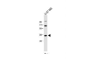 Anti-NAT8L Antibody (N-Term) at 1:1000 dilution + U-87 MG whole cell lysate Lysates/proteins at 20 μg per lane. (NAT8L anticorps  (AA 59-93))