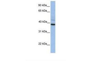 Image no. 1 for anti-FK506 Binding Protein 8, 38kDa (FKBP8) (AA 326-375) antibody (ABIN6738278)
