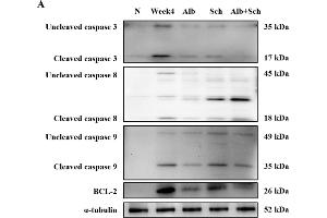 Alb-Sch B co-therapy inhibits apoptosis in A.