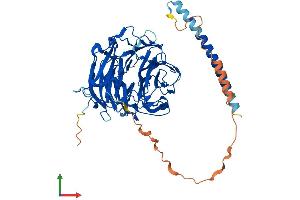 AlphaFold protein structure predicition of Mouse Recombinant Coro2a Protein, UniprotID Q8C0P5