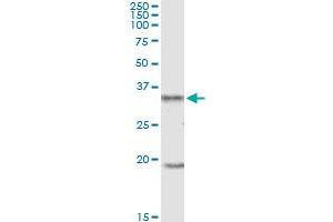 UCP2 MaxPab polyclonal antibody. (UCP2 anticorps  (AA 1-309))