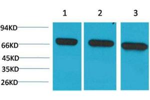 Western Blot (WB) analysis of 1) HeLa, 2)Mouse Brain Tissue, 3) Rat Brain Tissue with HSC70 Mouse Monoclonal Antibody diluted at 1:2000. (Hsc70 anticorps)