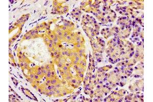 Immunohistochemistry of paraffin-embedded human pancreatic tissue using ABIN7154478 at dilution of 1:100 (GAS1 anticorps  (AA 248-318))