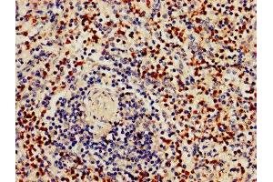 IHC image of ABIN7154415 diluted at 1:800 and staining in paraffin-embedded human spleen tissue performed on a Leica BondTM system. (GZMB anticorps  (AA 21-247))